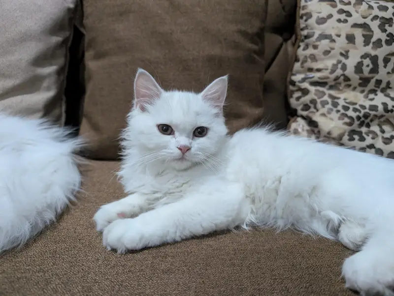 adorable triple coated Persian kittens — photo 2