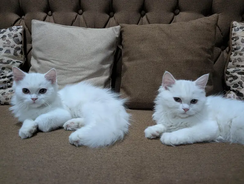 adorable triple coated Persian kittens — photo 3