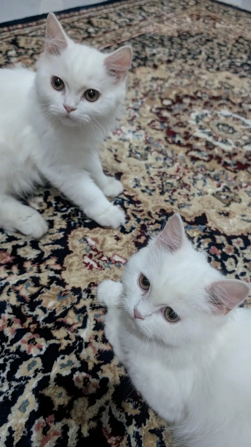 adorable triple coated Persian kittens — photo 4