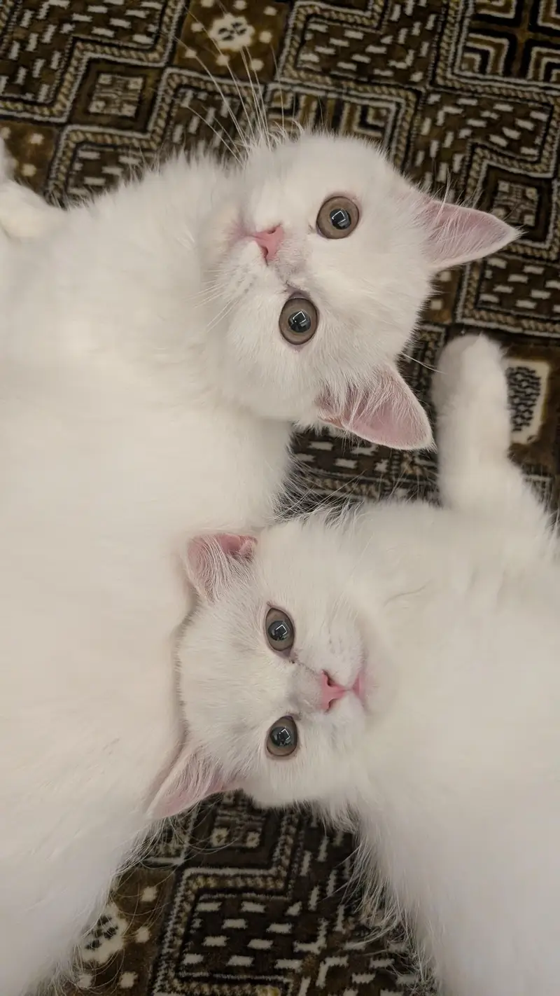 adorable triple coated Persian kittens — photo 5