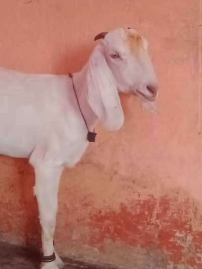 female do dant 36k