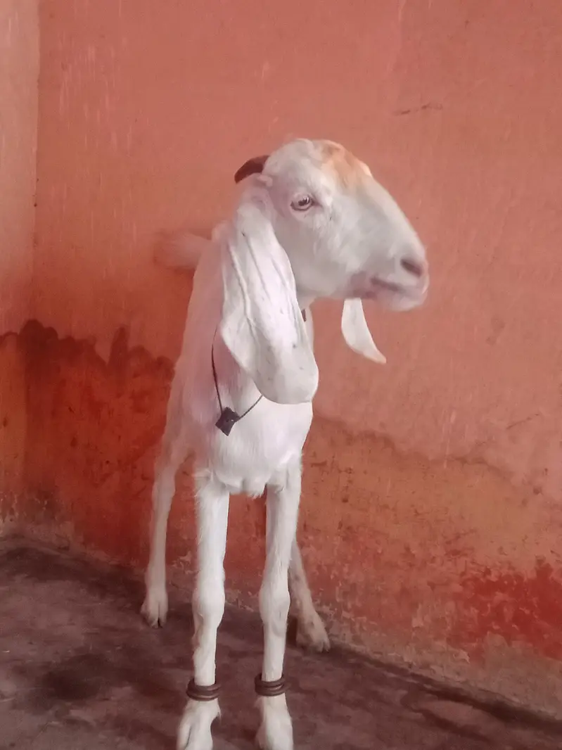 female do dant 36k — photo 3