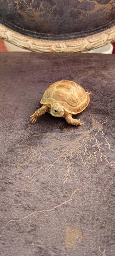 Russian Tortoise (Testudo horsfield ]