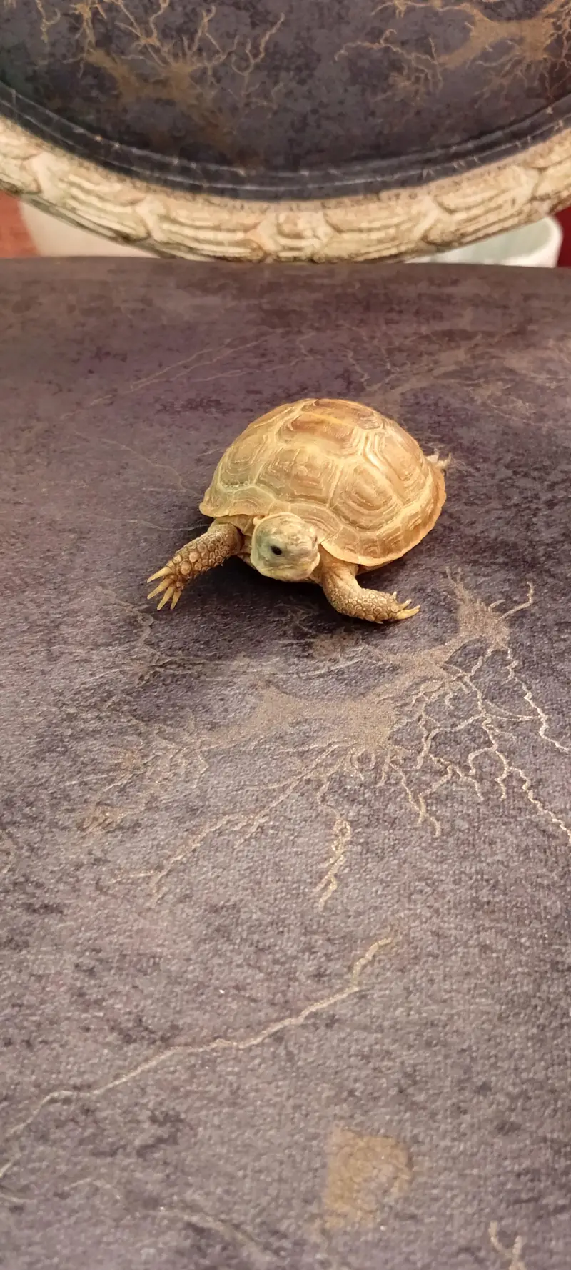 Russian Tortoise (Testudo horsfield ]