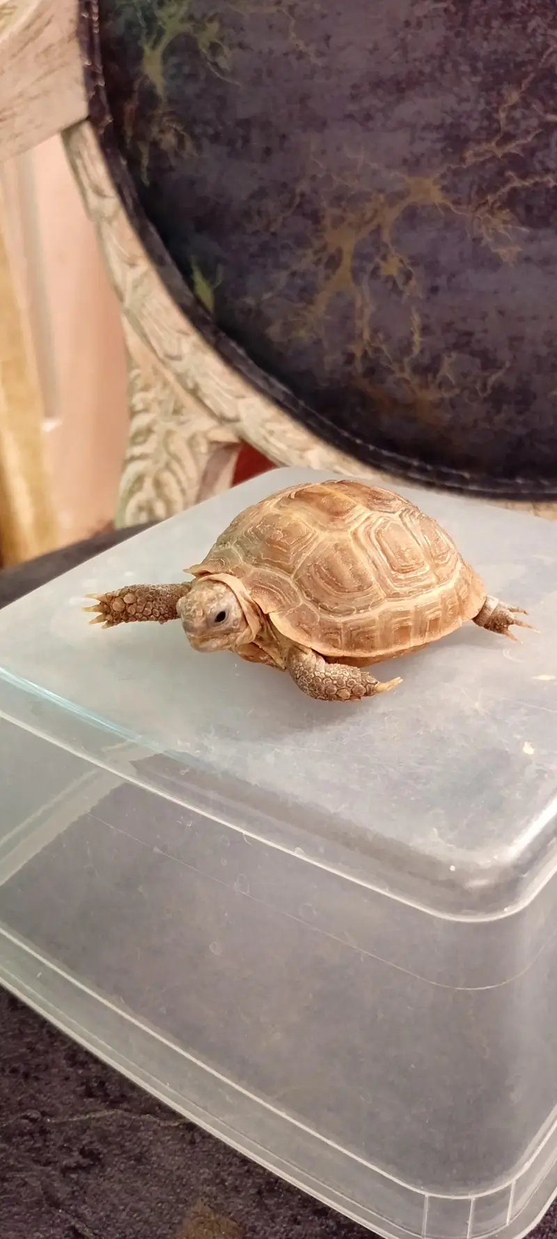 Russian Tortoise (Testudo horsfield ] — photo 2