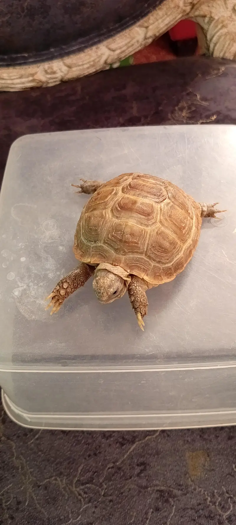 Russian Tortoise (Testudo horsfield ] — photo 3
