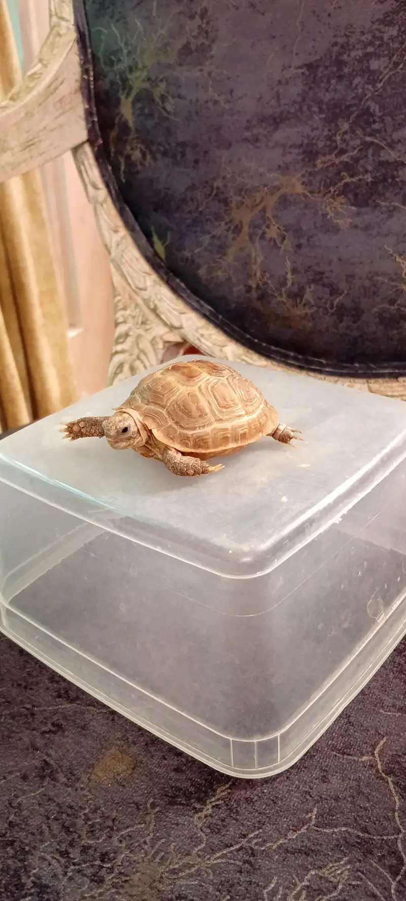 Russian Tortoise (Testudo horsfield ] — photo 4