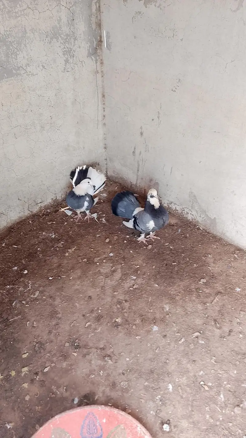 pure lucky breeder 3 pair — photo 2