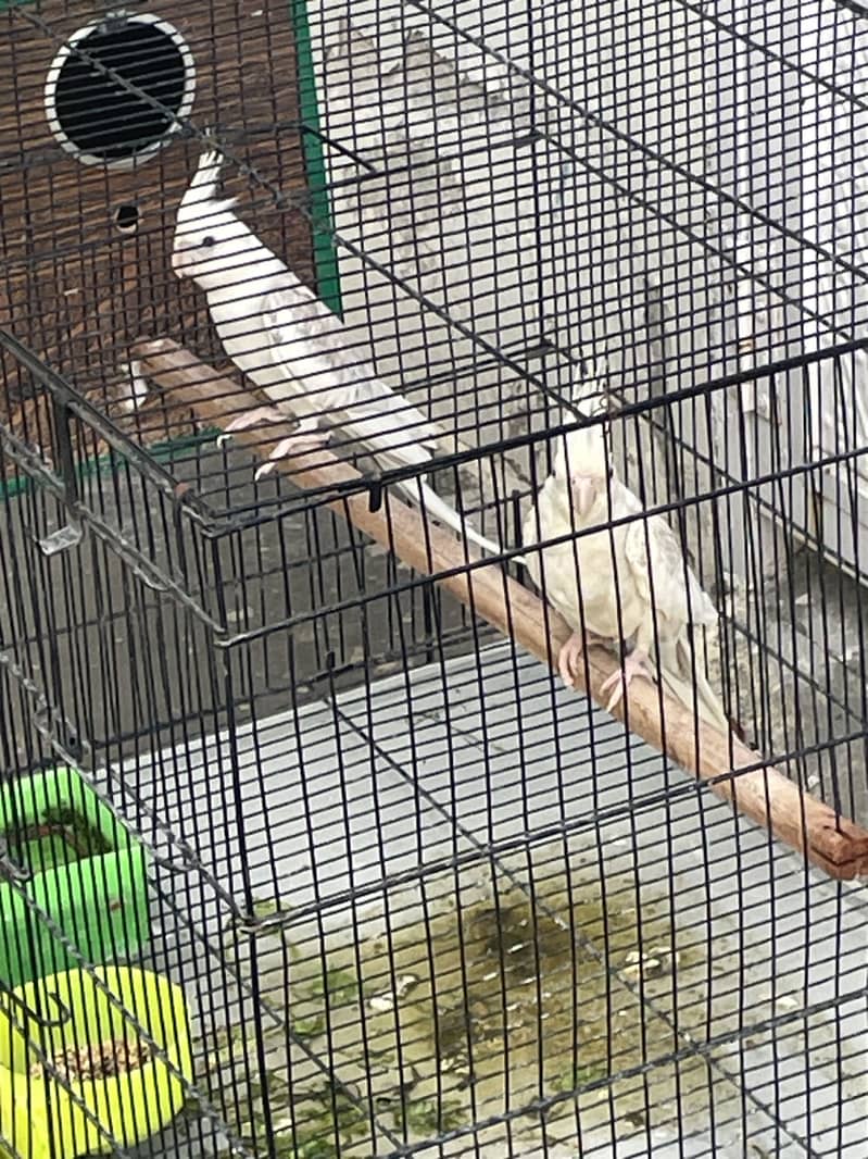 Parrot 1