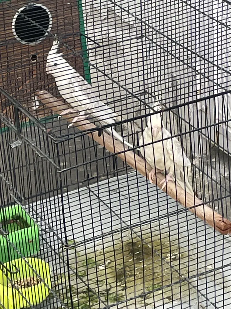 Parrot — photo 2
