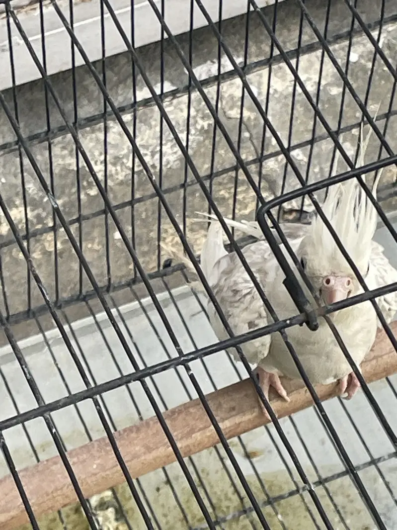 Parrot — photo 3