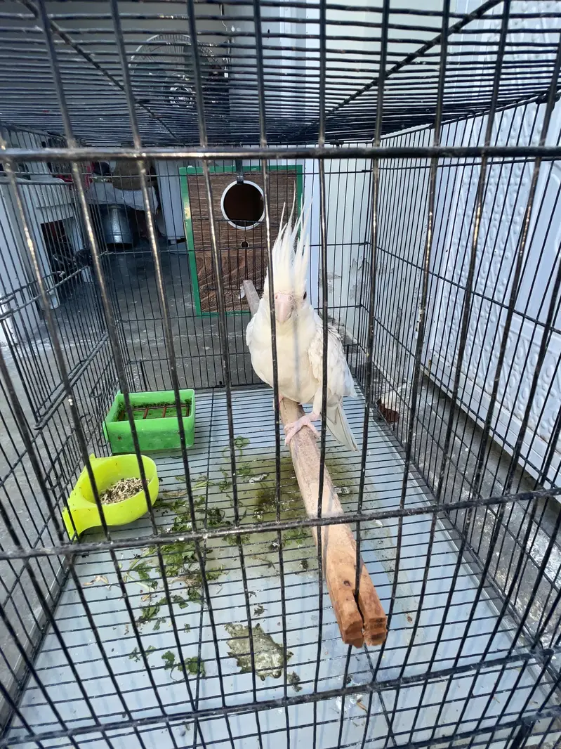 Parrot — photo 4