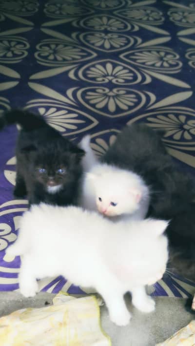 Persian Kittens Available