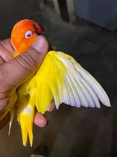 love bird pair  and finches pair for sale