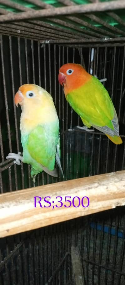 love bird pair  and finches pair for sale