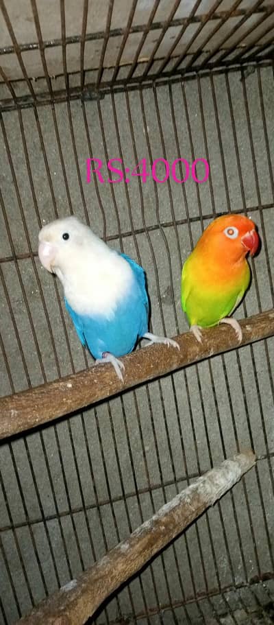 love bird pair  and finches pair for sale