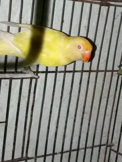 creemio Mel with DNA breeder
