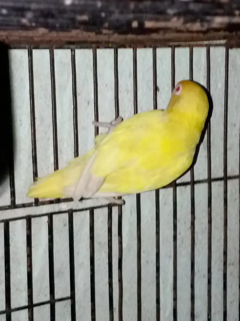 creemio Mel with DNA breeder — photo 2