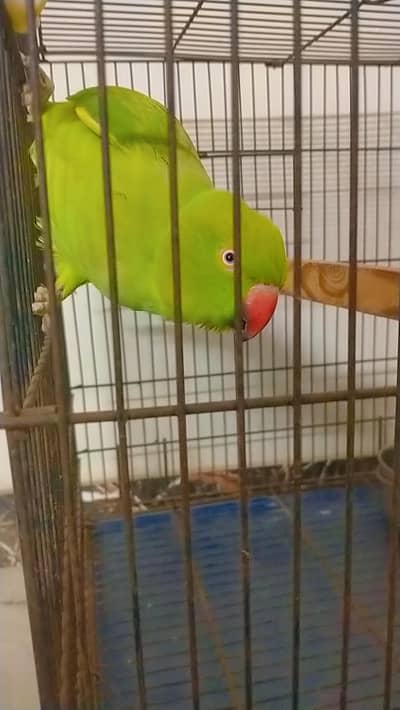 parrot for sale