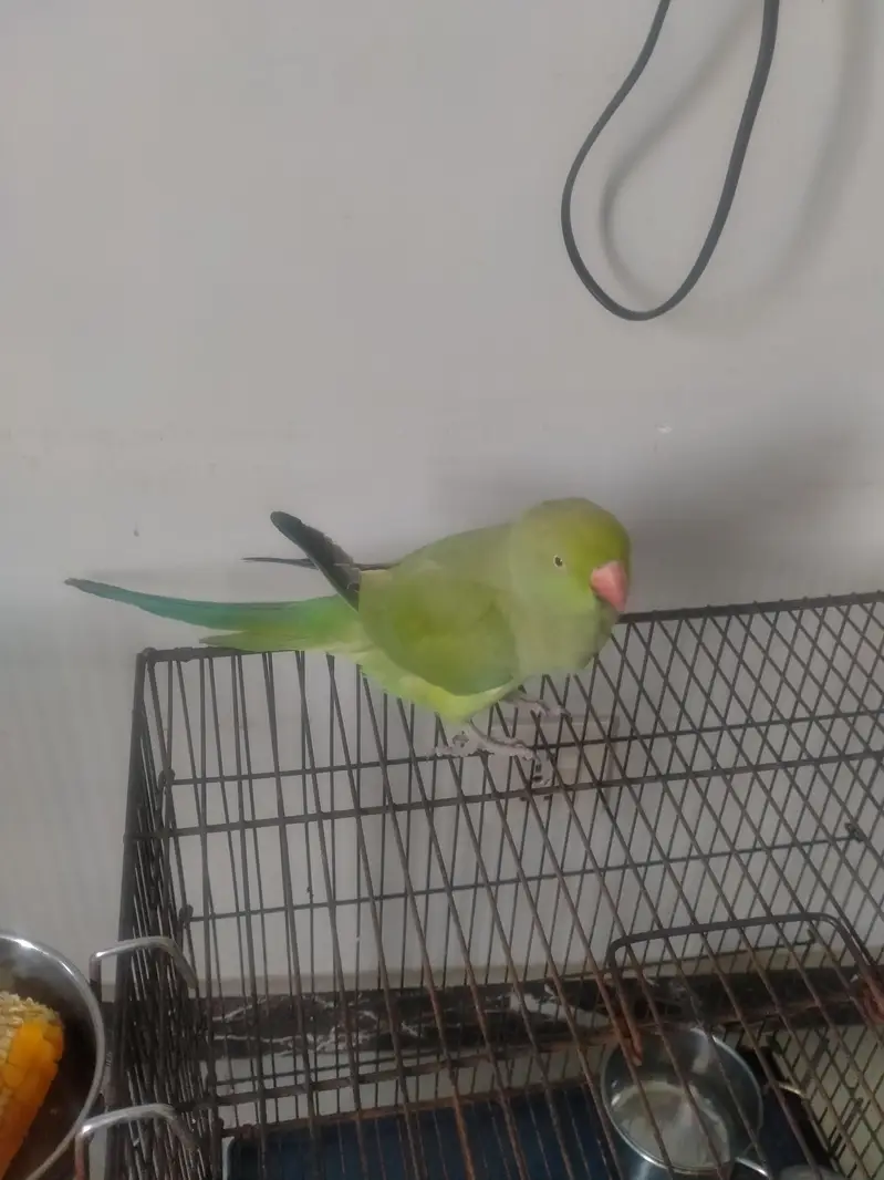 parrot for sale — photo 2