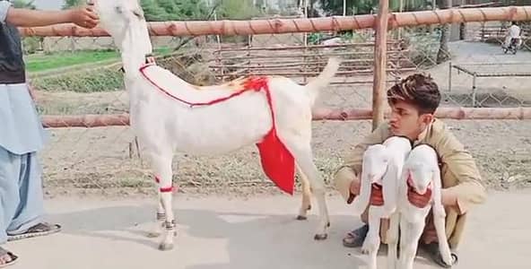 2 Bacchon wali bakri for Sale Wahtsspp 0317,,0252,,632