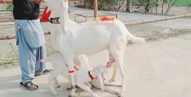 2 Bacchon wali bakri for Sale Wahtsspp 0317,,0252,,632 — photo 2