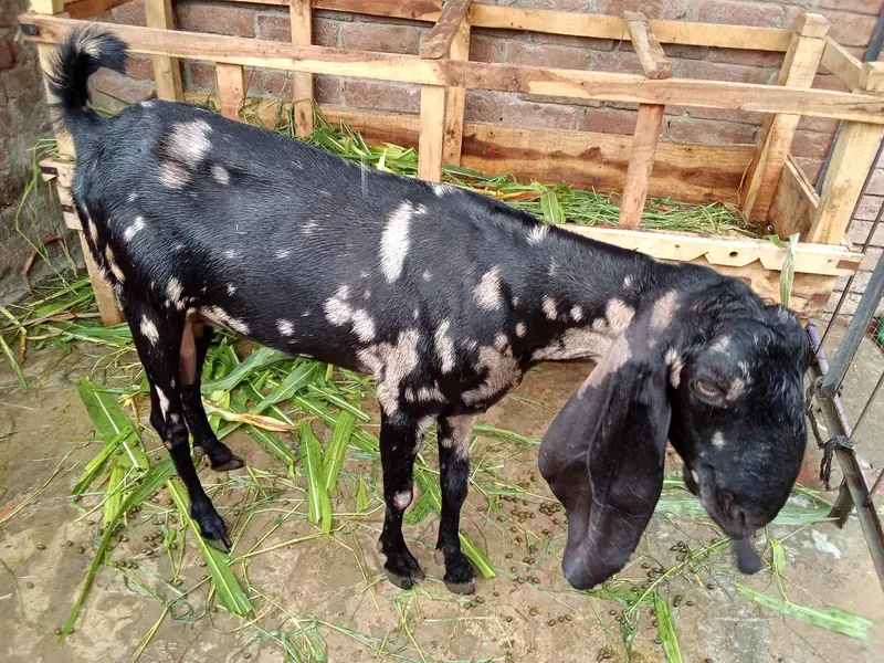 bakri — photo 2