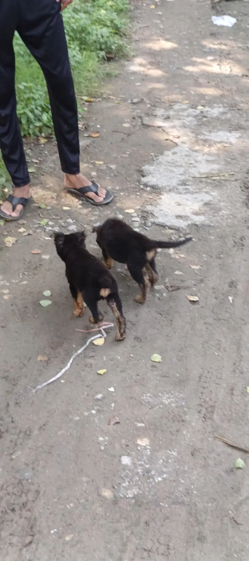 alsetion puppy pure 45000 ka pair 03019496145 — photo 3