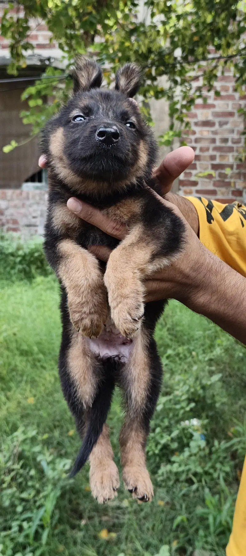 alsetion puppy pure 45000 ka pair 03019496145 — photo 4