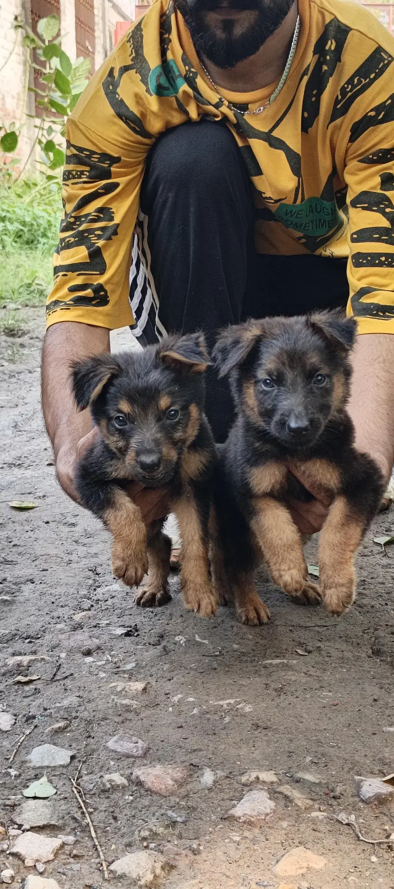 alsetion puppy pure 45000 ka pair 03019496145 — photo 5