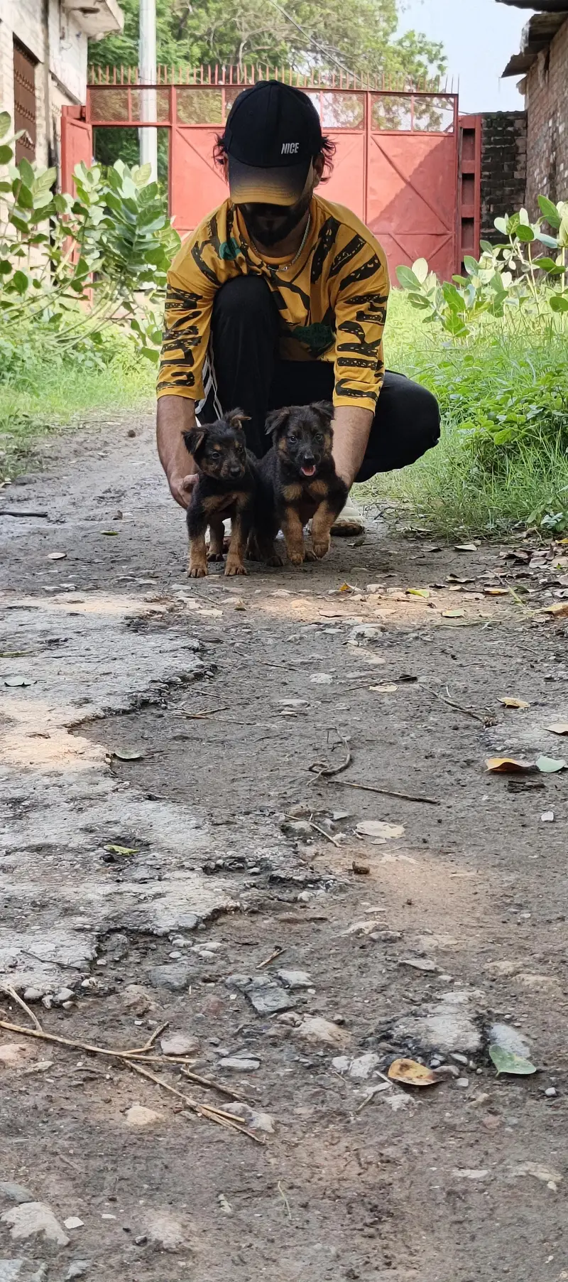 alsetion puppy pure 45000 ka pair 03019496145 — photo 6