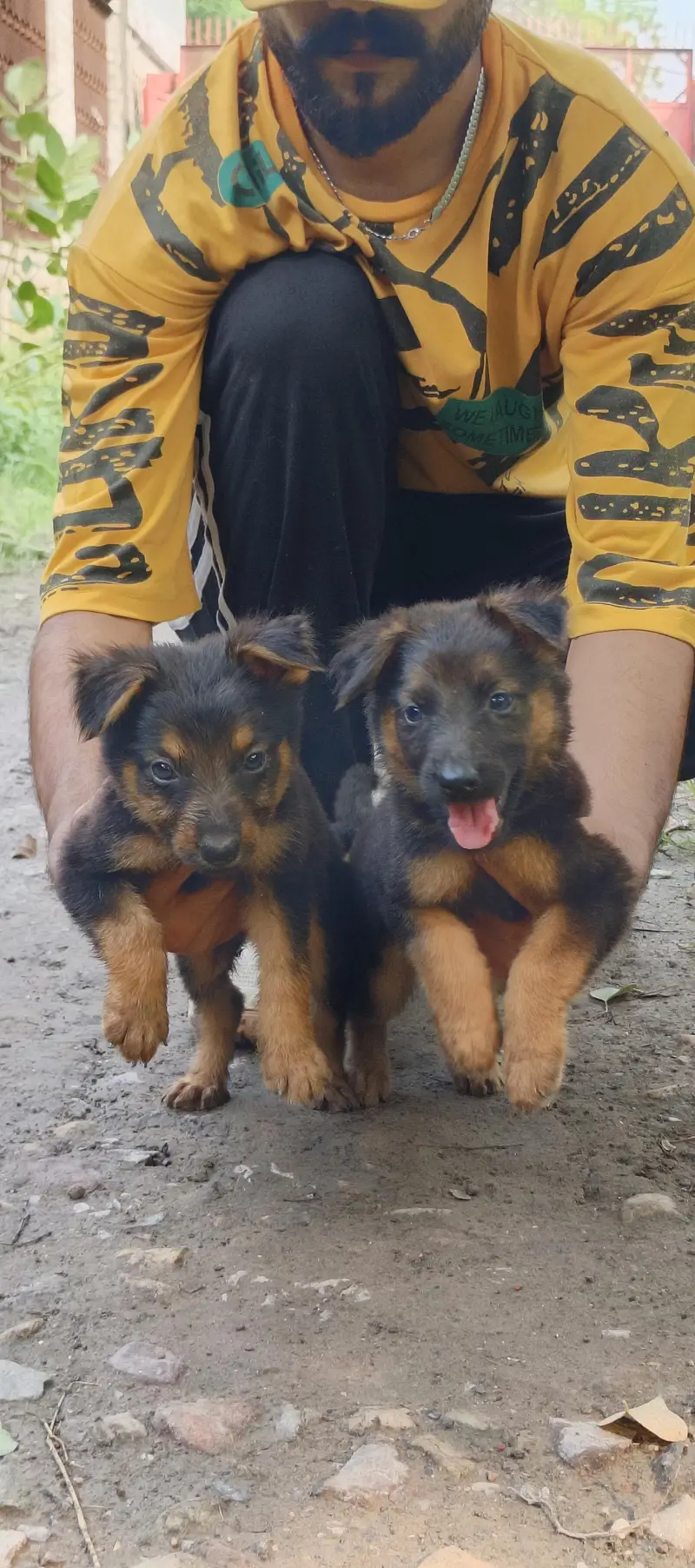 alsetion puppy pure 45000 ka pair 03019496145 — photo 7