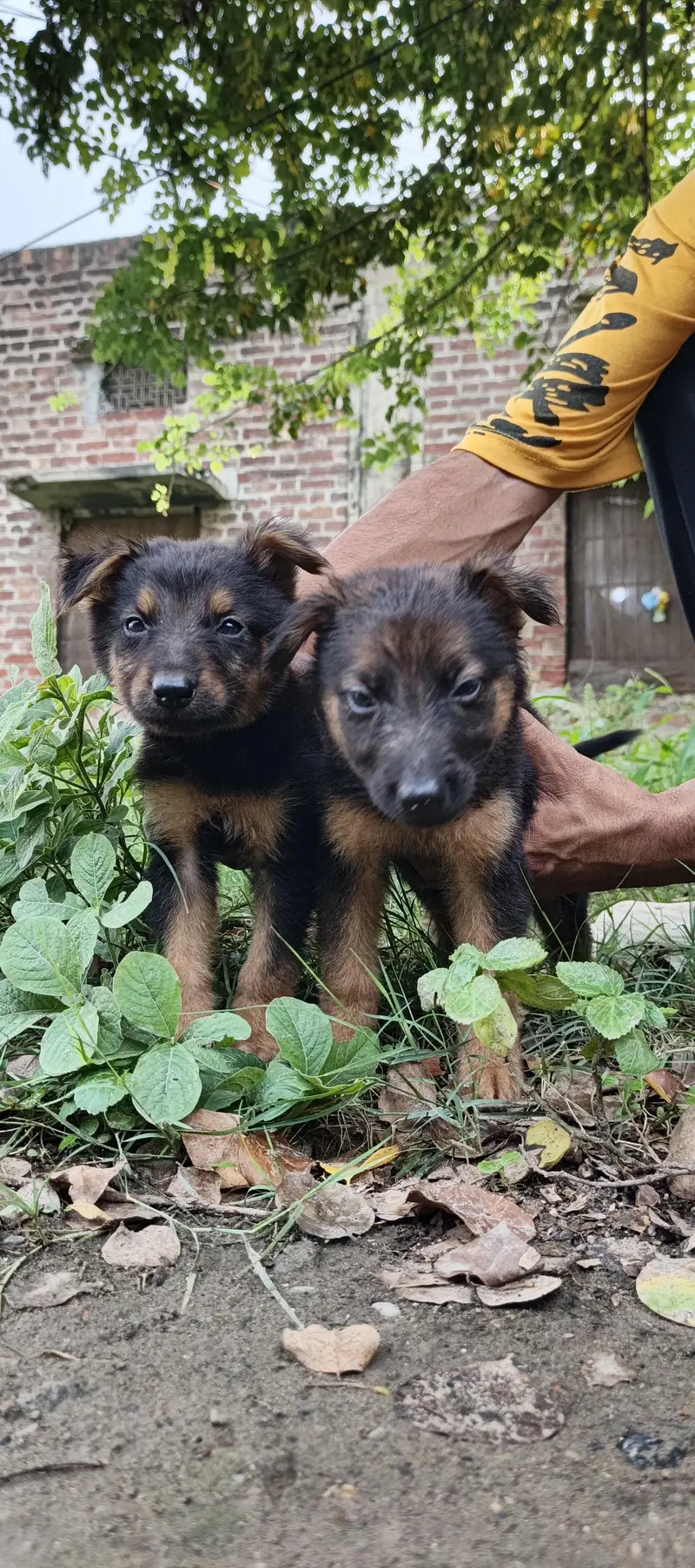 alsetion puppy pure 45000 ka pair 03019496145 — photo 8