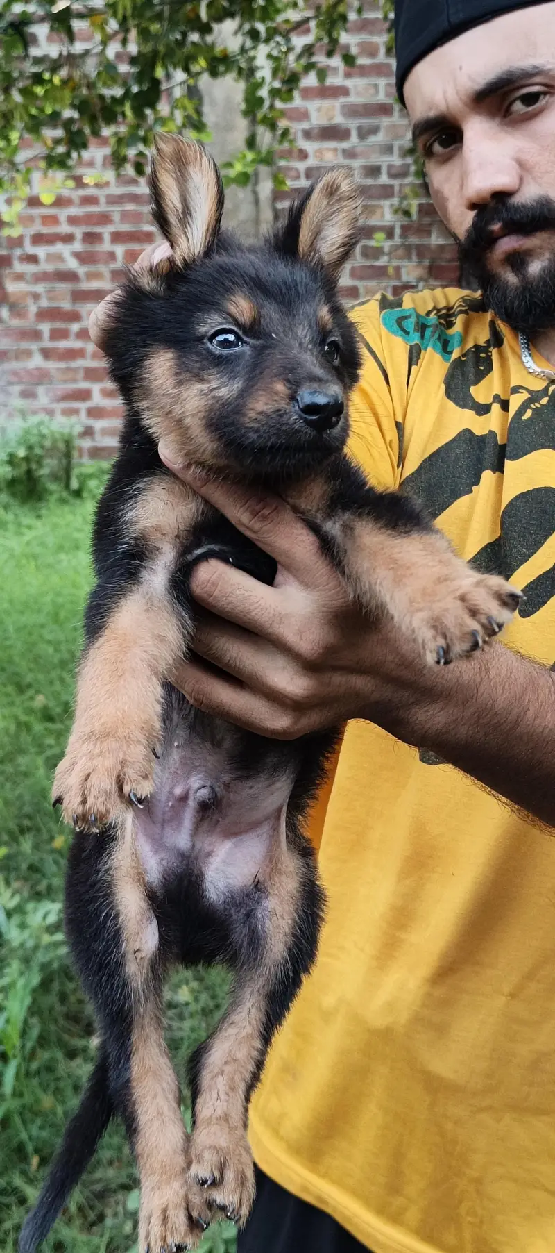 alsetion puppy pure 45000 ka pair 03019496145 — photo 9