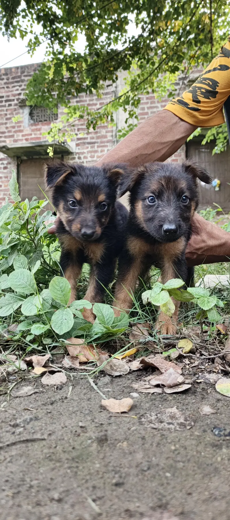 alsetion puppy pure 45000 ka pair 03019496145 — photo 10