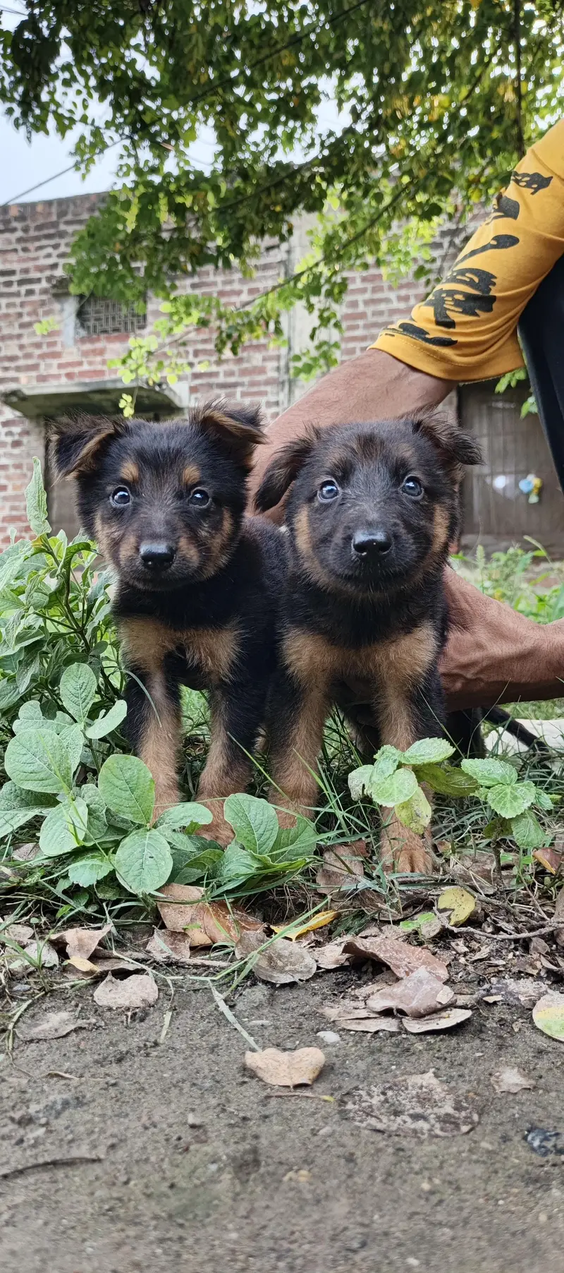 alsetion puppy pure 45000 ka pair 03019496145 — photo 11