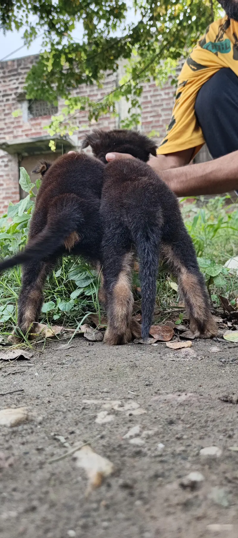 alsetion puppy pure 45000 ka pair 03019496145 — photo 12