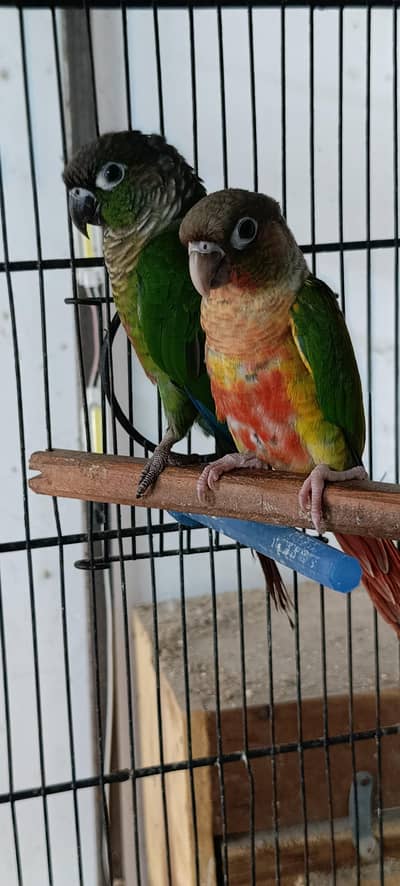 yellow sided male green chic female