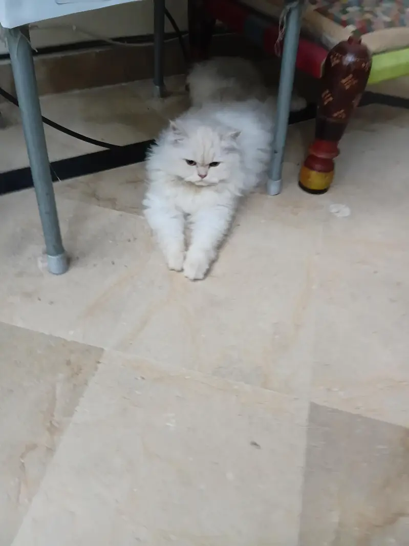 adorable tetra coated kitten — photo 3