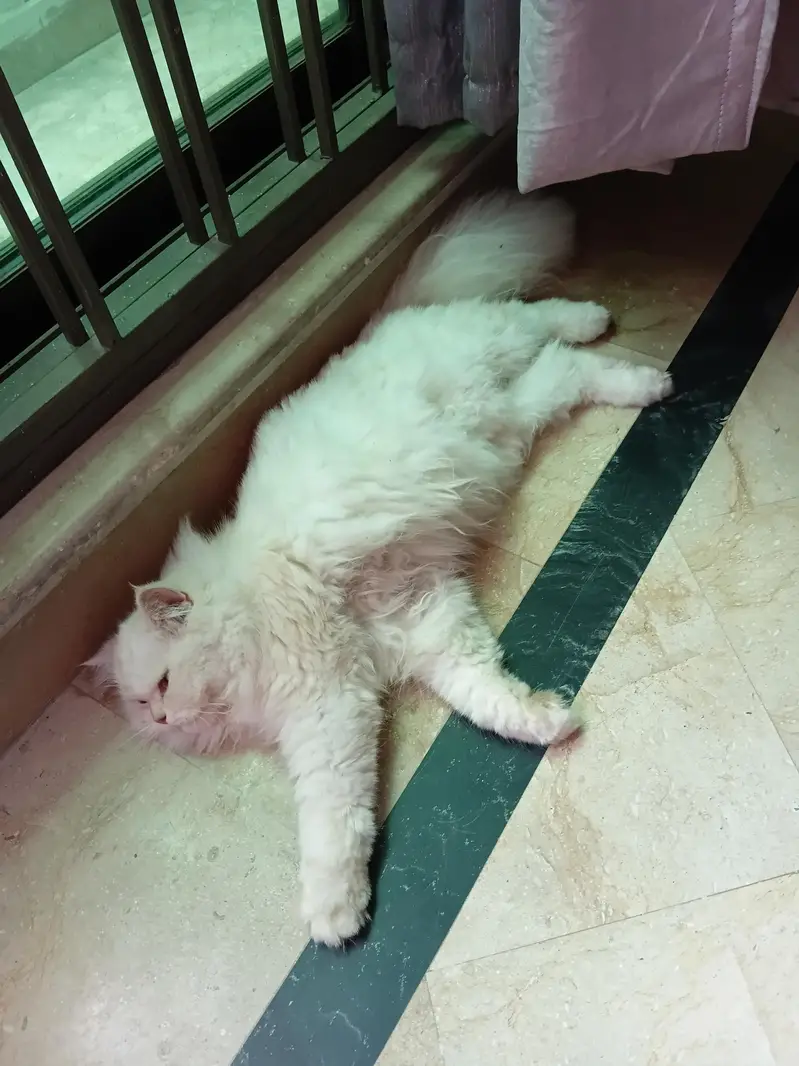 adorable tetra coated kitten — photo 6