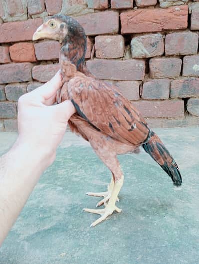 aseel patheya for sale 3 0par piece 1700