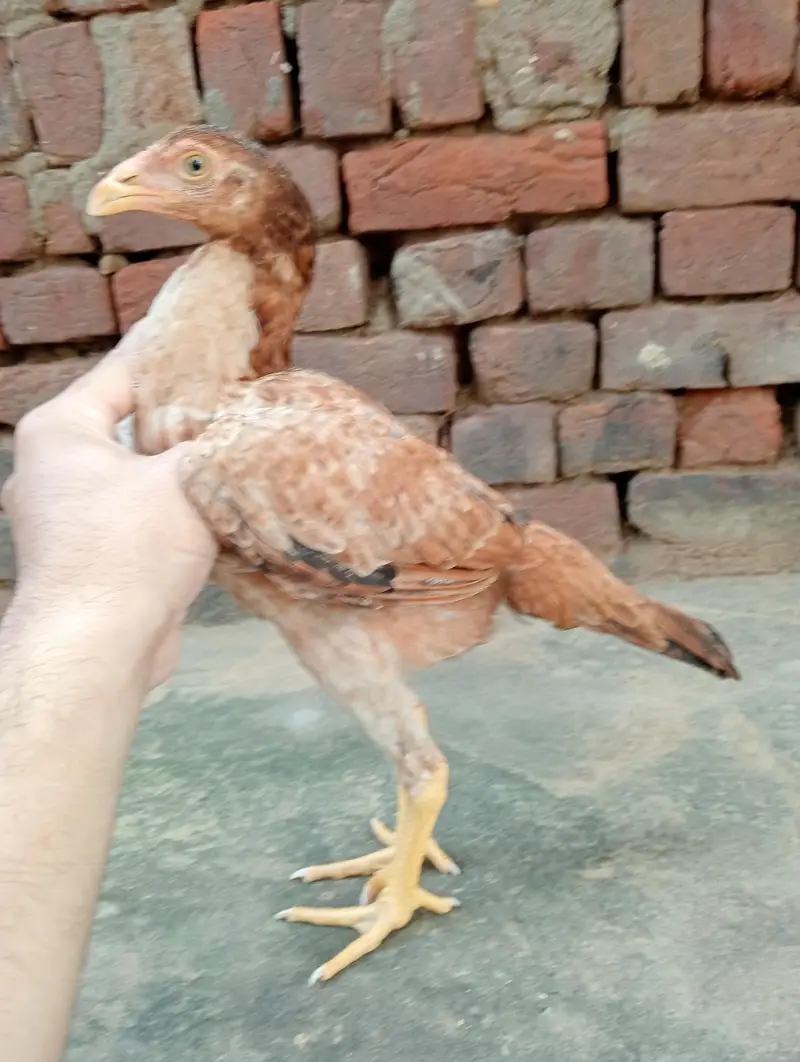 aseel patheya for sale 3 0par piece 1700 — photo 2