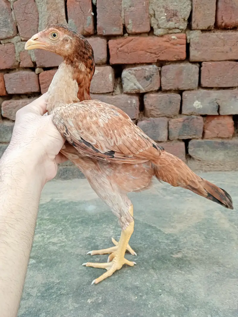 aseel patheya for sale 3 0par piece 1700 — photo 3