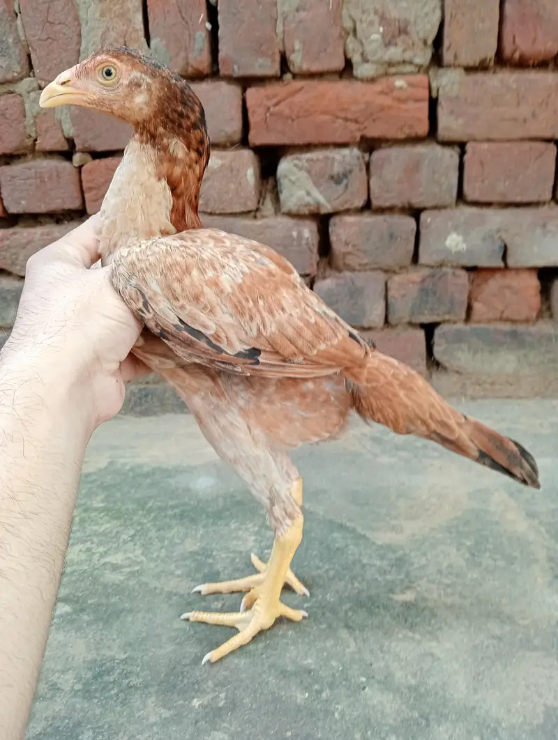 aseel patheya for sale 3 0par piece 1700 — photo 4