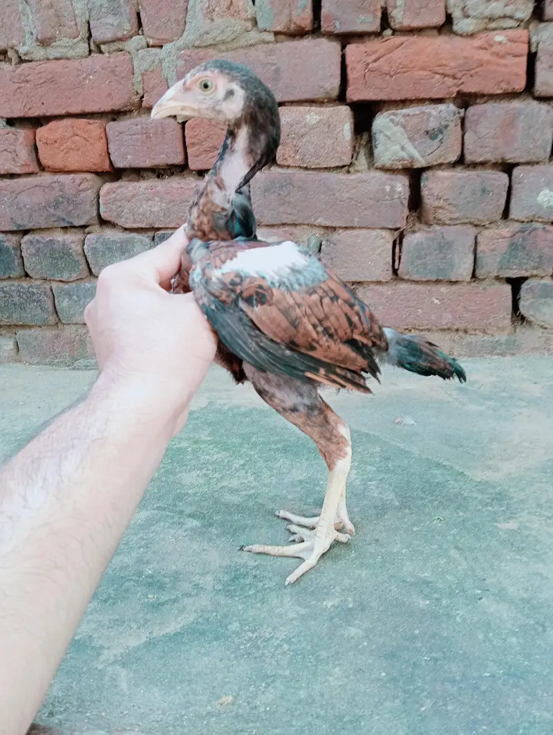 aseel patheya for sale 3 0par piece 1700 — photo 6