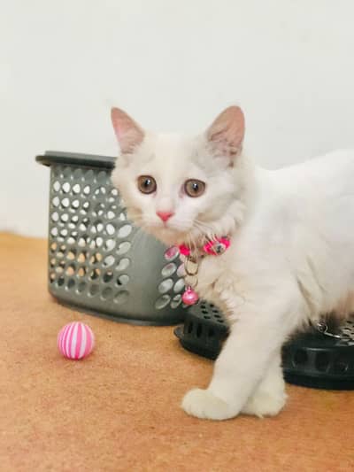 Persian cat double coat for sale