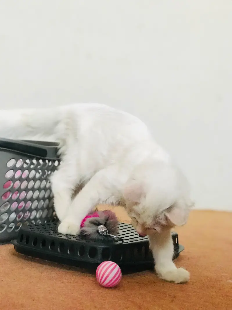 Persian cat double coat for sale — photo 3
