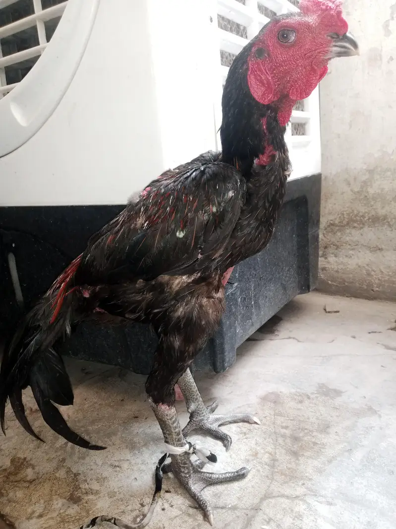 aseel murga for sale — photo 2