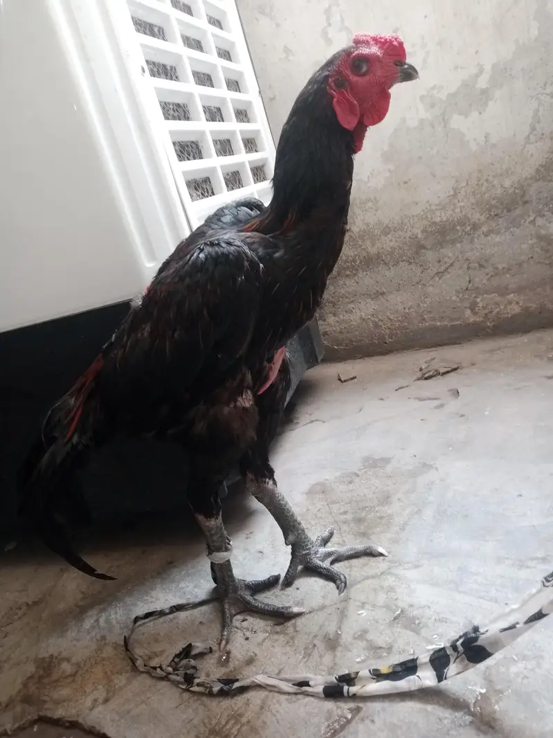 aseel murga for sale — photo 3