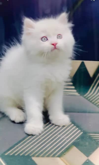 Persian kitten triple Qout. for. . sale my WhatsApp03493731440